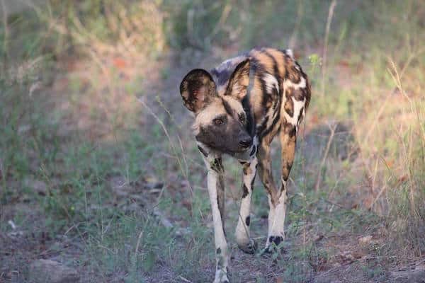 AfricanWildDogsLast