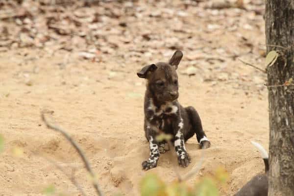 AfricanWildDogsPuppy