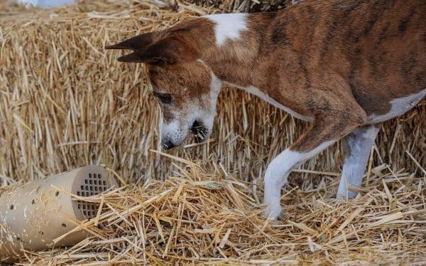 Basenji courtesy Linda Siekert and photographer Debbie A. Maerker