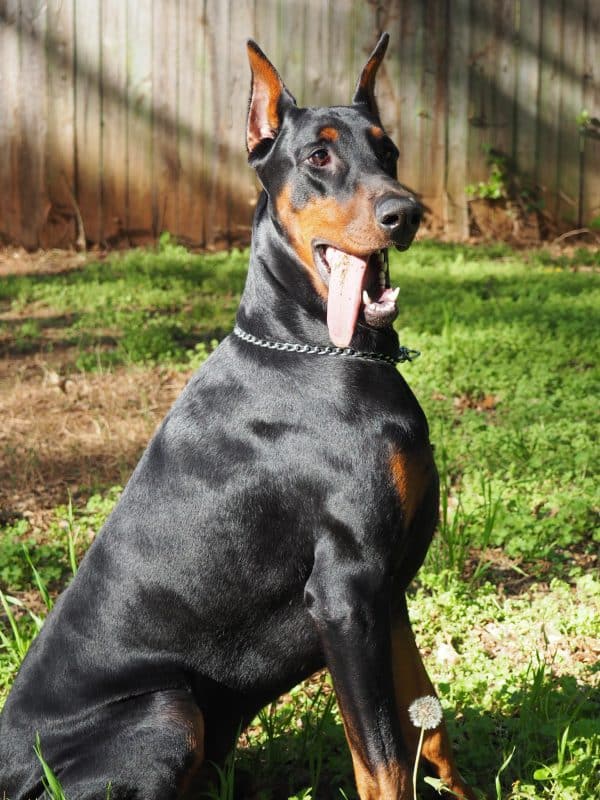 Doberman Pinscher courtesy Alina Fokina