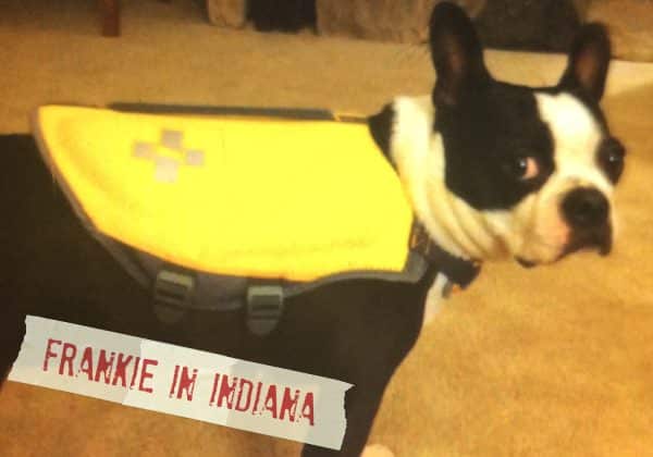 FF_Dogster_AskFrankQuestionPhotos_LifeJacket