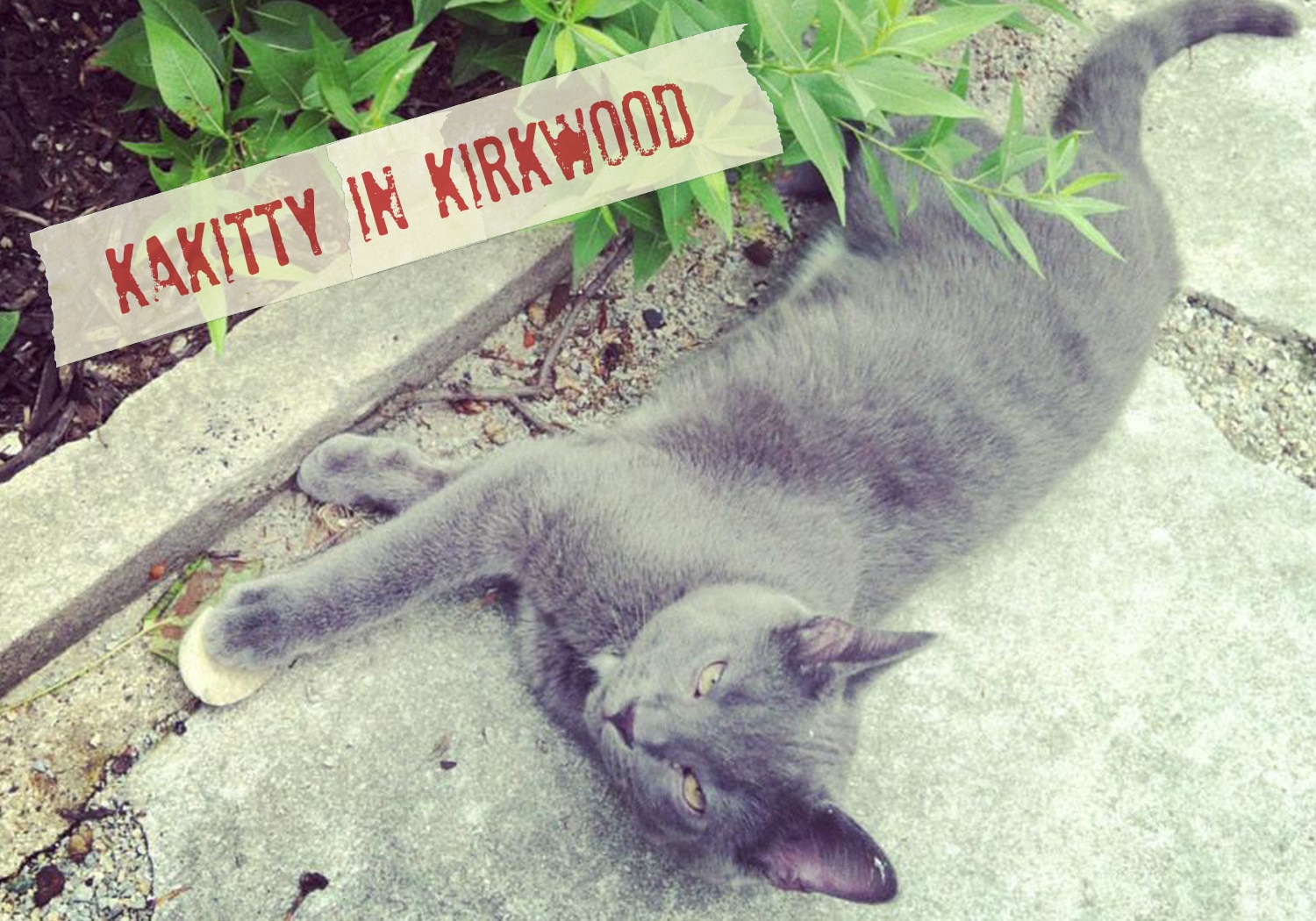 FF_Dogster_AskFrankQuestionPhotos_PoopIndecision