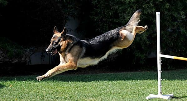 A German Shepherd leaps through an agility course. 