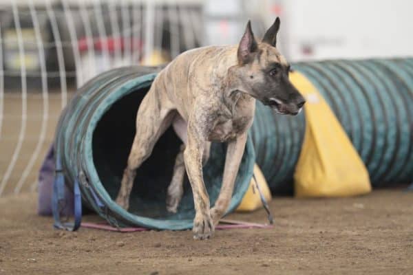 Great Dane courtesy Rolling Thunder Danes and Joe Camp photography