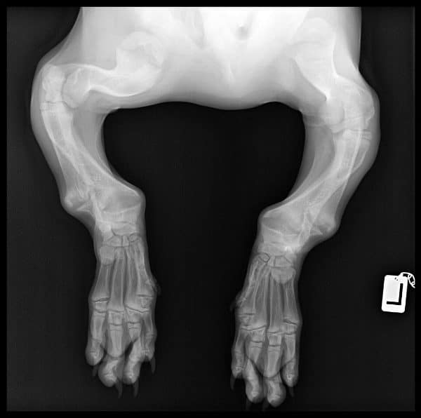 Hank's x-rays revealed badly curved bones. (Photo courtesy @adwarfable_hank)