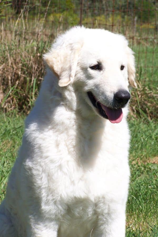 Kuvasz courtesy Kathy Ringering