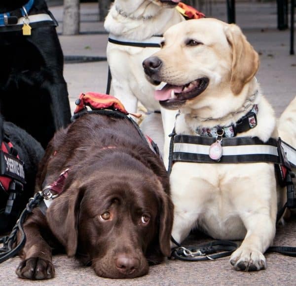 Two Labrador Retrievers courtesy Black Dogs Rule and Deborah Stern