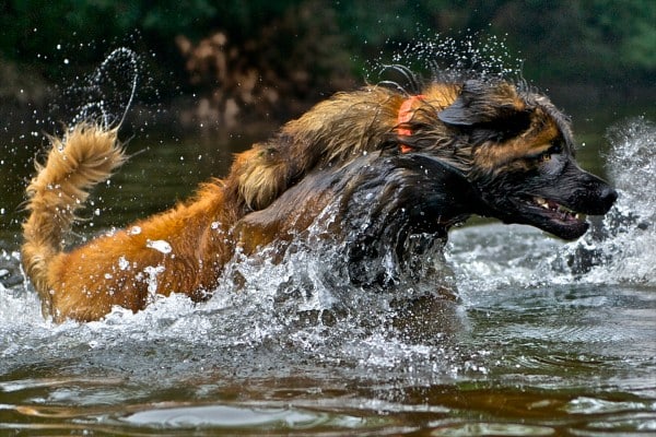 Leonberger courtesy Vic Neumann, Leonberger COA