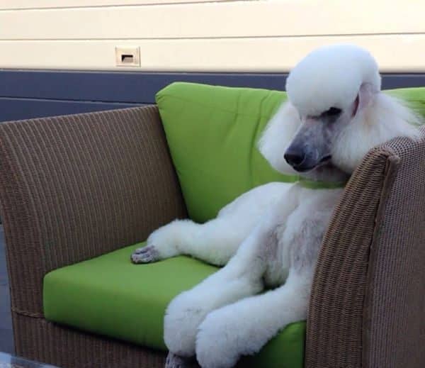 A poodle lounges on a couch. 