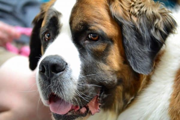 Saint Bernard courtesy Jann Hayes