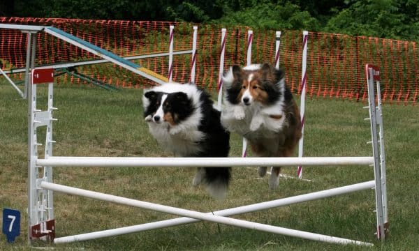 Two Shetland Sheepdogs jump over an obstacle on an agility course. 