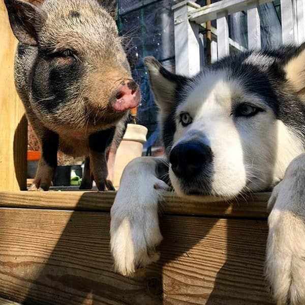 are pigs smarter than dogs 