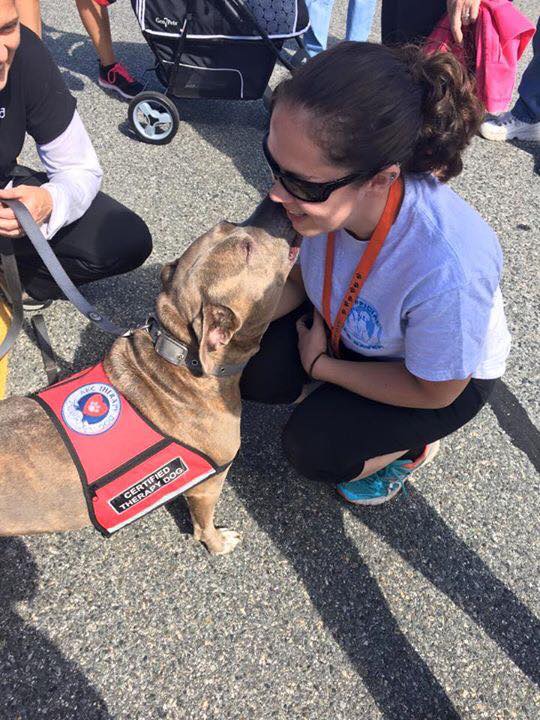 Blueberry at work. (Photo courtesy facebook.com/blueberrythepitbulltherapydog)