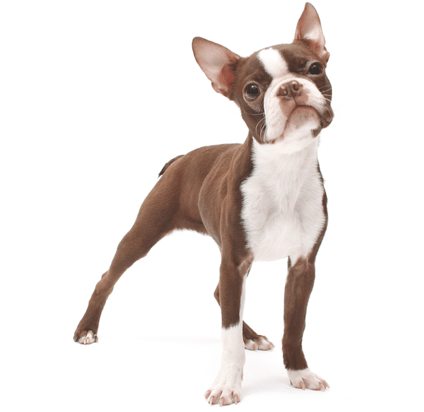 Boston Terrier by Shutterstock.