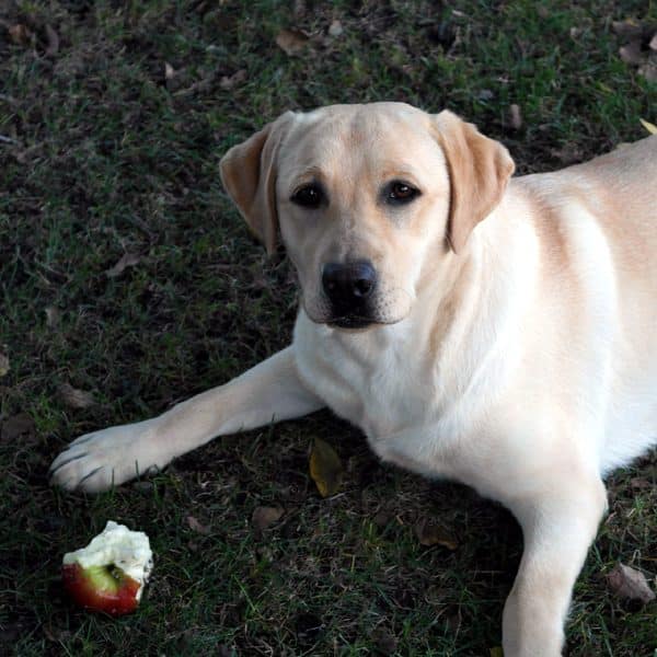 apples good for dogs