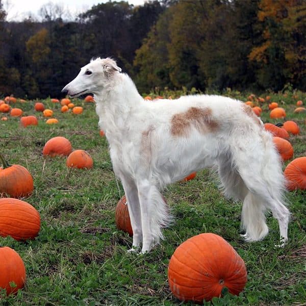 can dogs have pumpkin