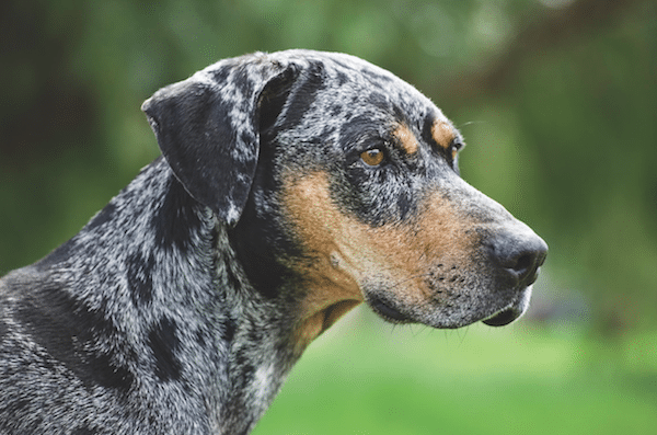 Catahoula Leopard Dog by istock.