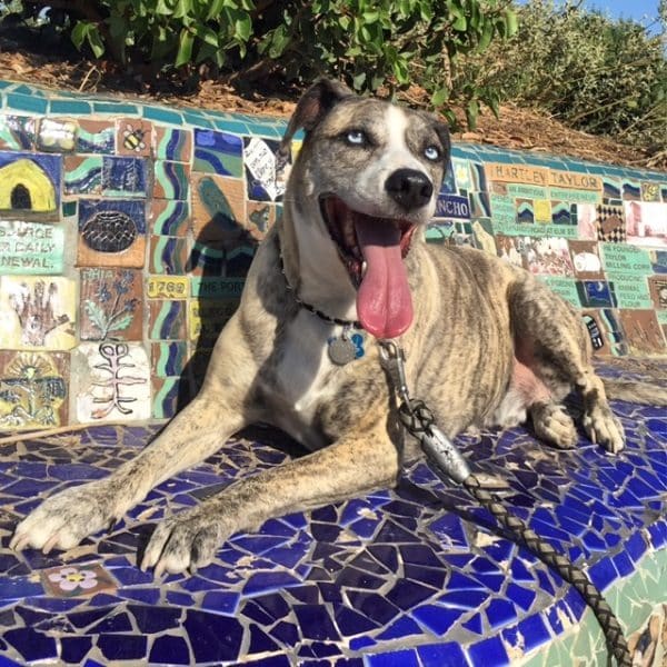 Frankie Blue Eyes! (Photo by Wendy Newell)