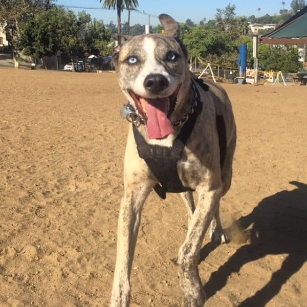 Dog park fun! (Photo by Wendy Newell)