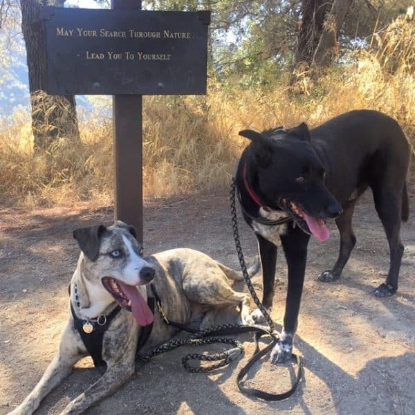 Frankie and Riggins on a hike break (Photo by Wendy Newell)