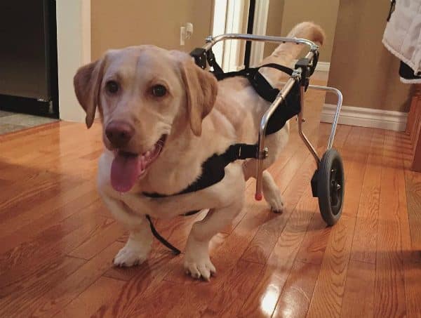 Hank had to use a wheelchair to help him exercise while he was recovering. (Photo courtesy @adwarfable_hank)
