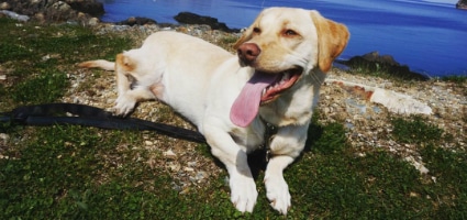 why do dogs get eye boogers dwarfism doesn t keep hank the lab from his therapy duties why do dogs get eye boogers dwarfism doesn t keep hank the lab from his therapy duties