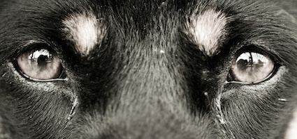 why do dogs get eye boogers ask a vet why do dogs get eye boogers what about tear stains why do dogs get eye boogers ask a vet why do dogs get eye boogers what about tear stains