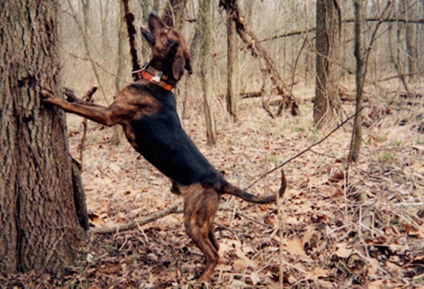 Treeing Tennessee Brindle.