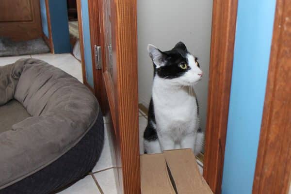 With 2 litter boxes in the basement, we used a system of bungee cords to pull the door closed and boxes to keep it open just wide enough for a cat, like Calvin here.