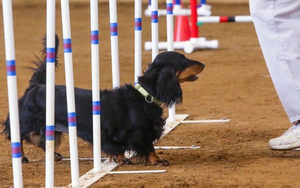 Dachshund courtesy Phyllis Meseroll and Dean Lake Photography