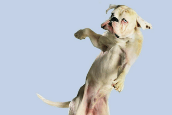pugs hunt lions dogs in dogster pugs hunt lions dogs in dogster