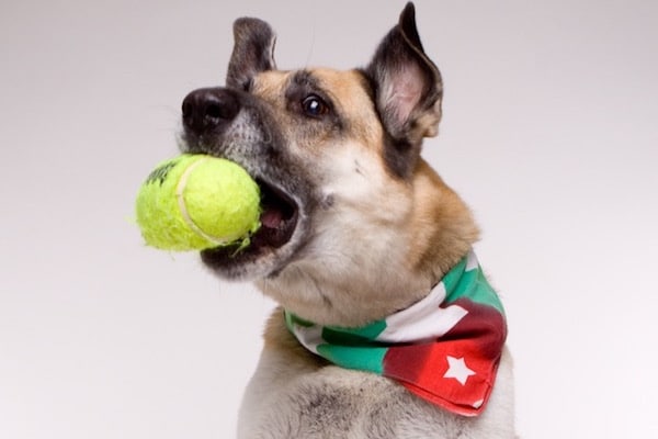 Hatches catches a ball. (Photo by Andy Sheng/Otis & Lucy Photography)