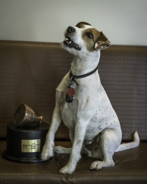 Kismet, seen here with his Hambone award, was a real hero that day. (Photo courtesy Nationwide)