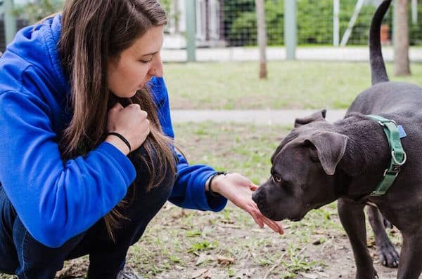 Volunteer Crystal works with Friends for Life dog Maxwell. (Photo courtesy Friends for Life)