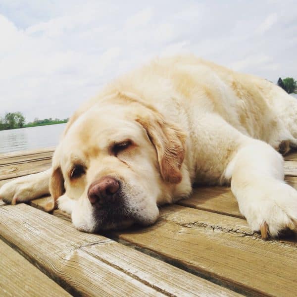 Labrador Retriever courtesy Nancy Masterson