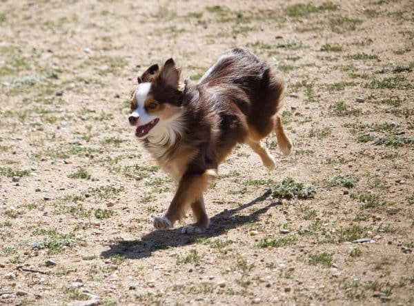 Miniature American Shepherd courtesy JD Smith