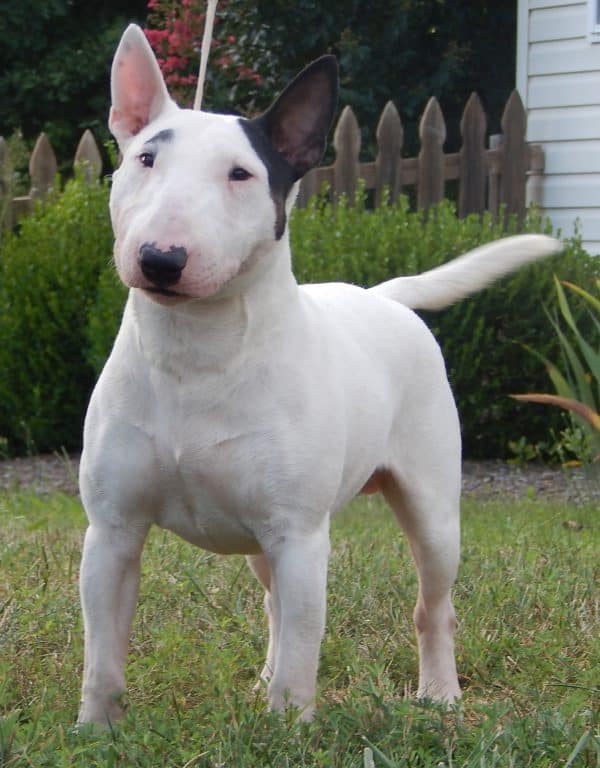 Miniature Bull Terrier courtesy Kathleen Coffman 