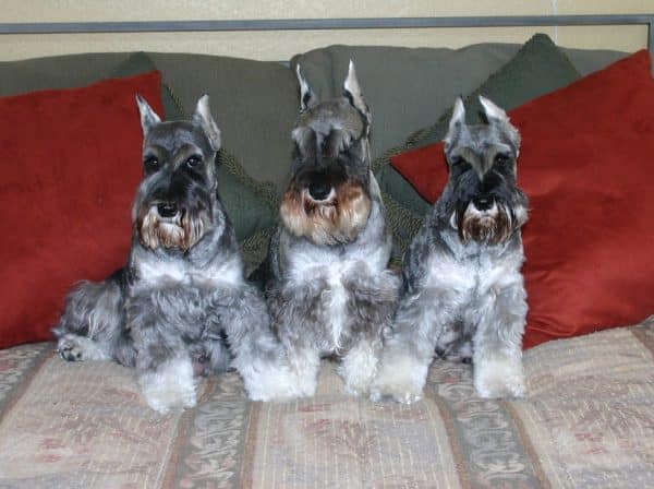Miniature Schnauzer, courtesy Vicki Kubic