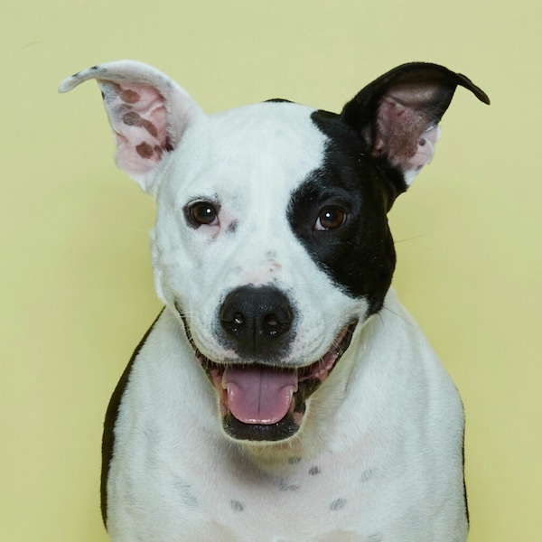 Oliver's happy face is changing the way people see Pit Bulls. (Photo courtesy Bzees)