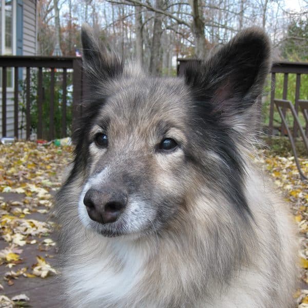 My sweet beautiful dog, Pasha.