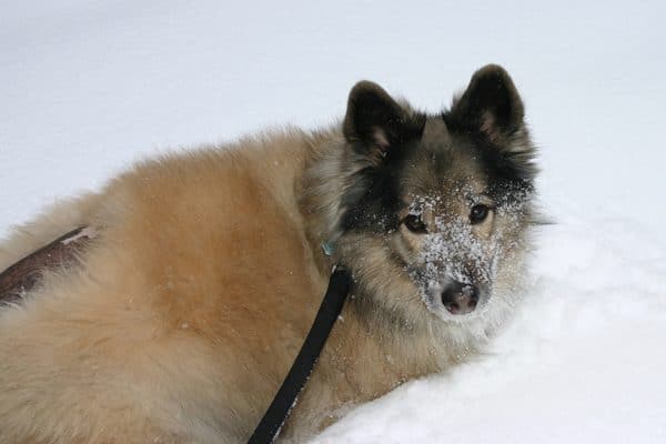 We put a coat on Pasha if it was too cold, and slathered sunscreen on his bald spot in the summer.