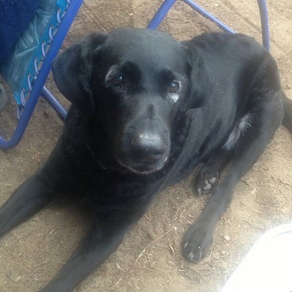 Rowdy back in August 2014, when he was just starting to develop his white spots. (Photo courtesy @white_eyed_rowdy on Instagram)