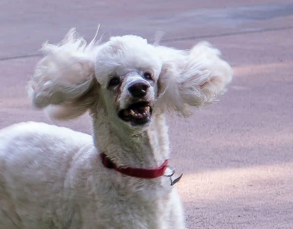 Standard Poodle Sam Houston, courtesy Bill Wright photography