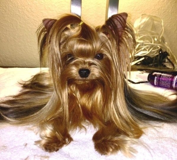 Yorkshire Terrier courtesy Zoey Porter