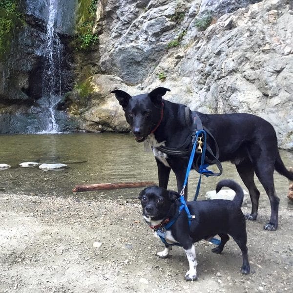 Riggins and his mini-me Louie. (Photo by Wendy Newell)