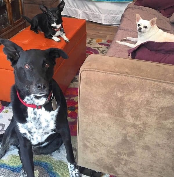 Backyard patrol agents, Riggins, Louie and Fredo. (Photo by Wendy Newell)