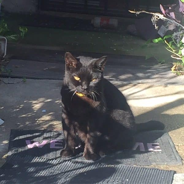 Black Cat guarding her house. (Photo by Wendy Newell)