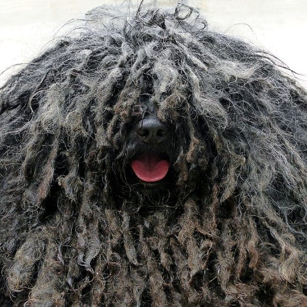 dog with dreads