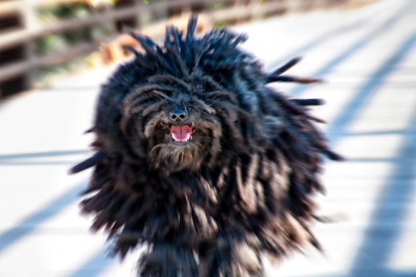 what were pugs bred for lions amazing dogs dogster what were pugs bred for lions amazing dogs dogster