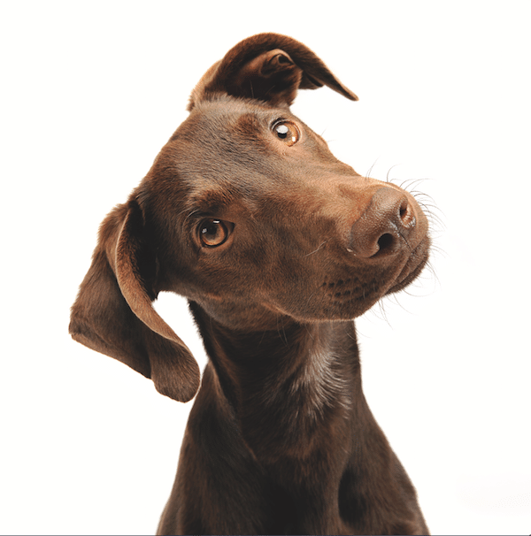 Dog ears by Shutterstock.
